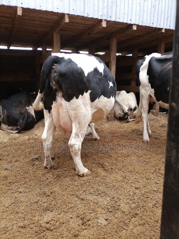 Super Pedigree Friesian Fleckview - thumbnail 5