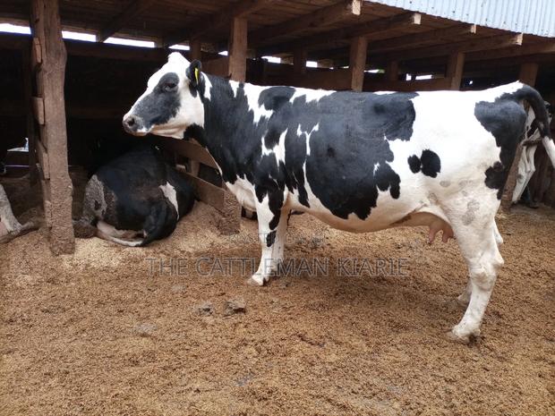 Super Pedigree Friesian Fleckview - thumbnail 3