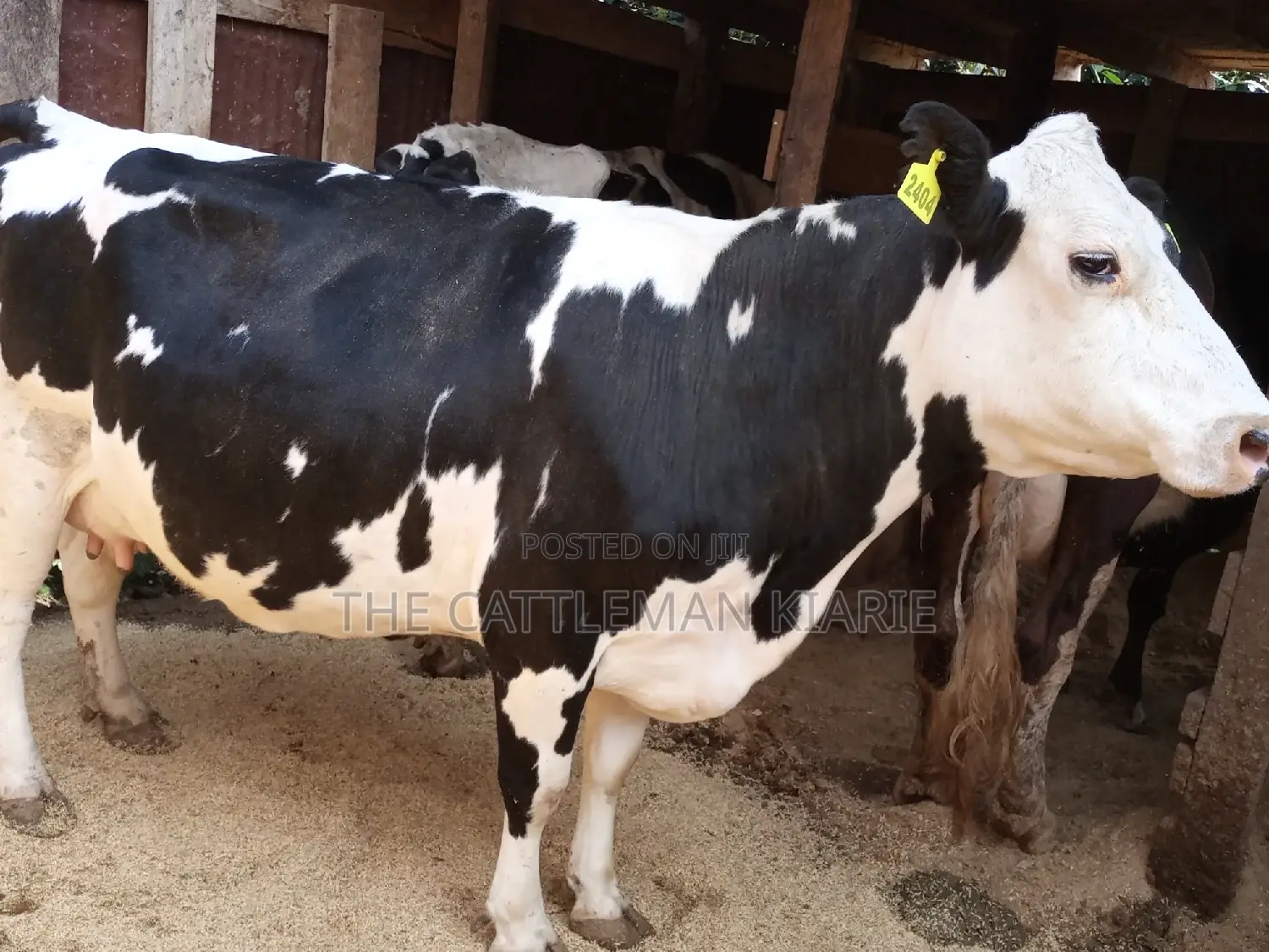 Super Pedigree Friesian Fleckview