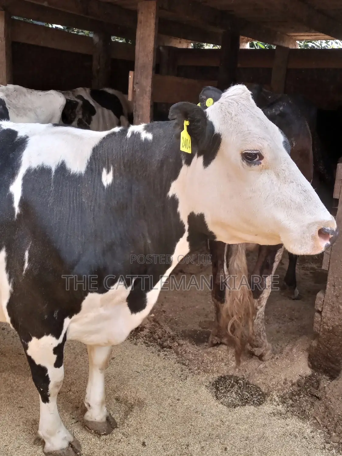 Super Pedigree Friesian Fleckview