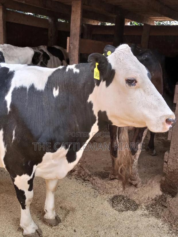 Super Pedigree Friesian Fleckview - thumbnail 7