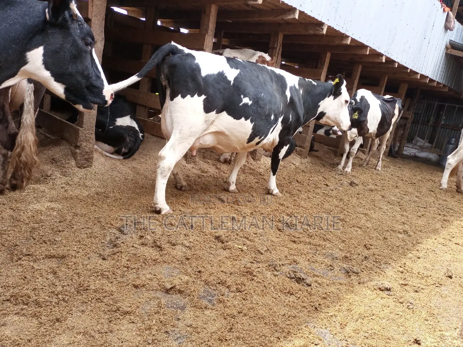 Super Pedigree Friesian Fleckview