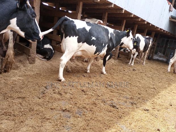 Super Pedigree Friesian Fleckview - thumbnail 8