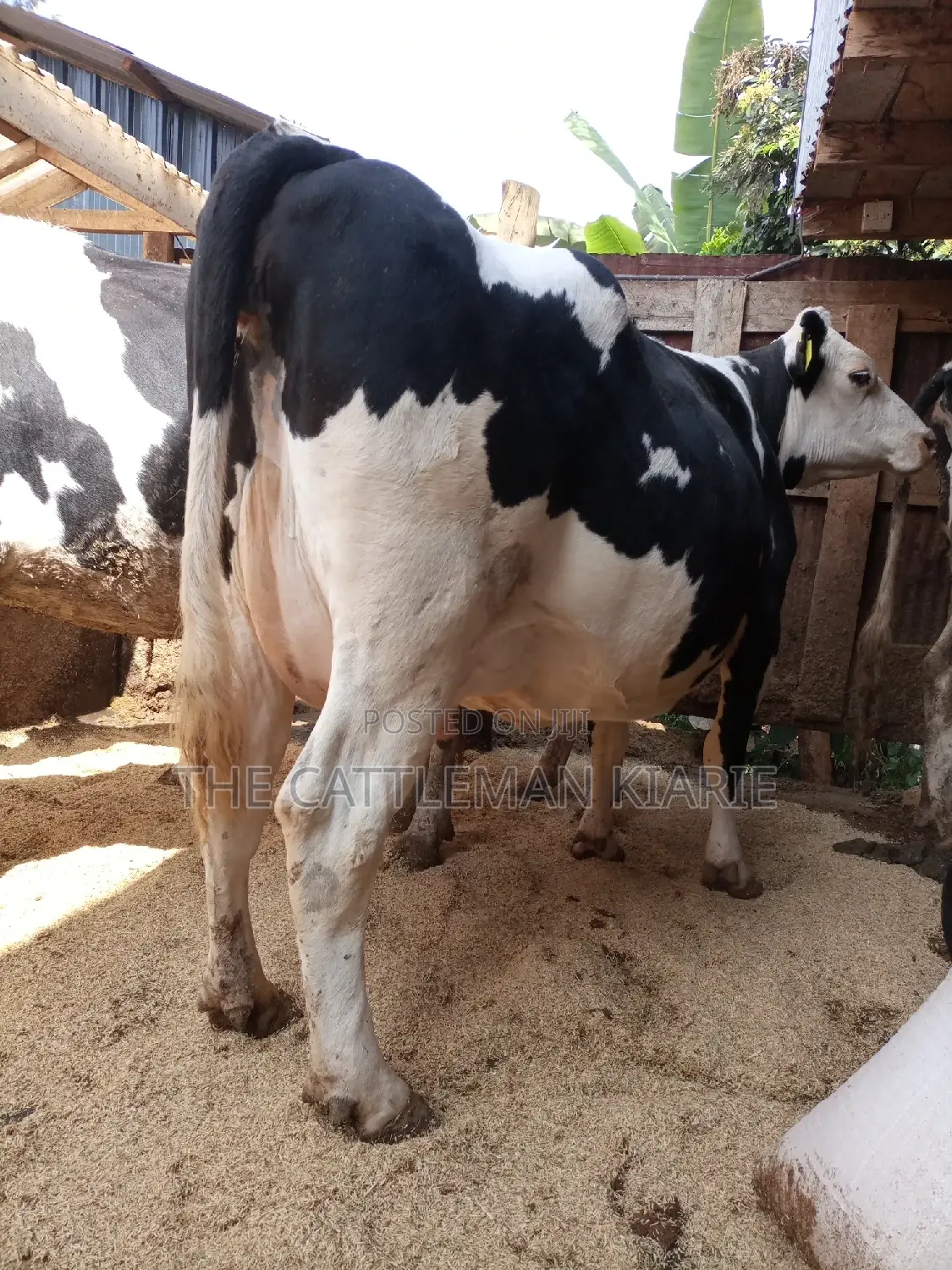Super Pedigree Friesian Fleckview