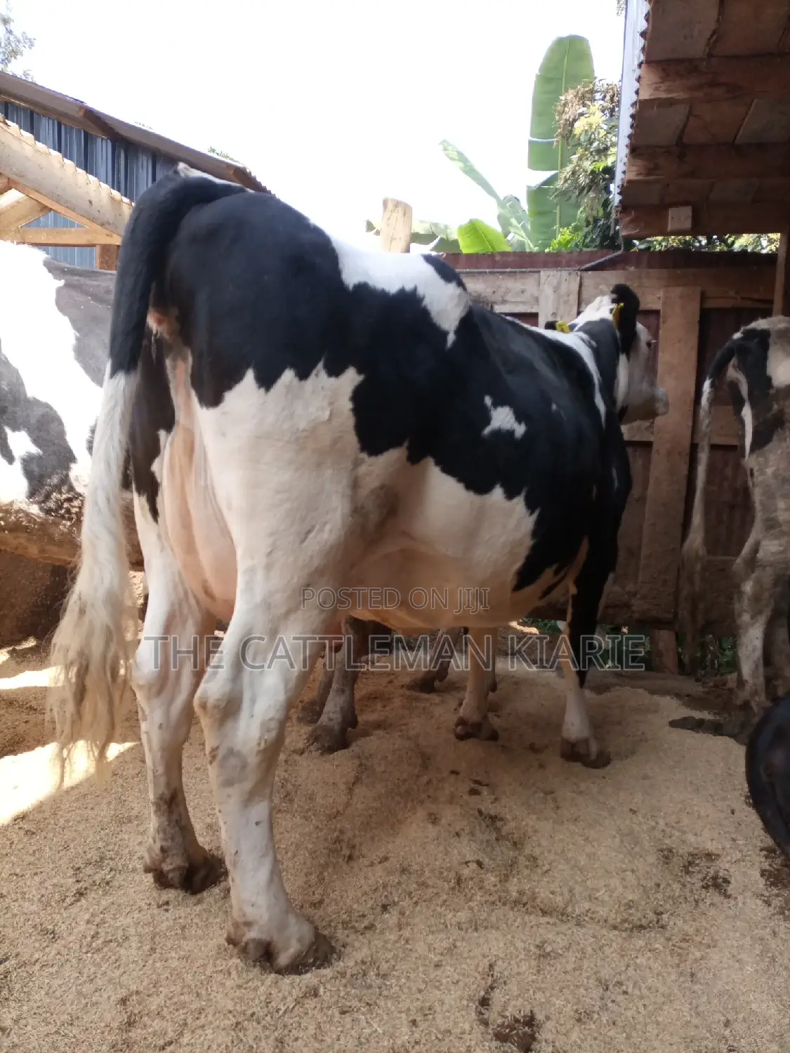 Super Pedigree Friesian Fleckview