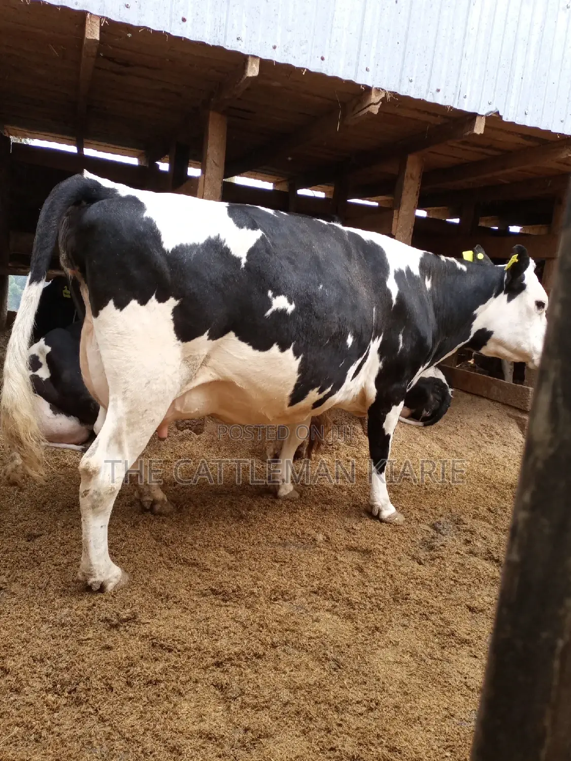 Super Pedigree Friesian Fleckview