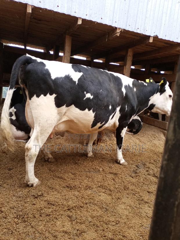 Super Pedigree Friesian Fleckview - thumbnail 9