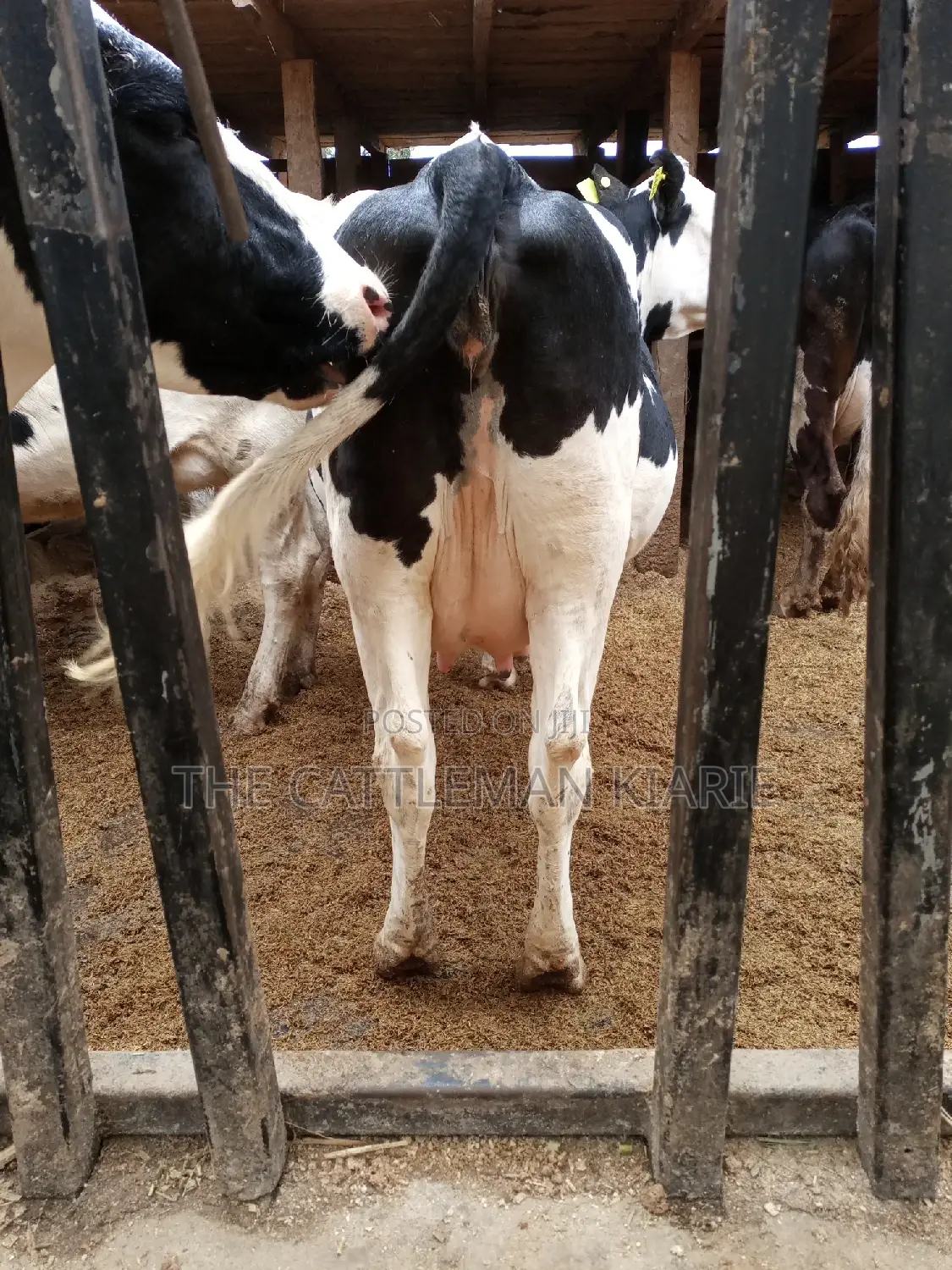 Super Pedigree Friesian Fleckview