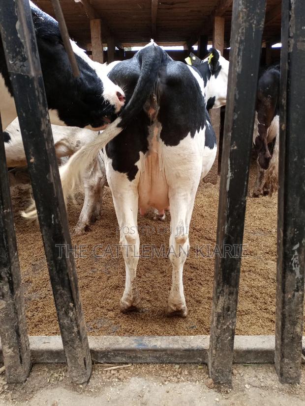 Super Pedigree Friesian Fleckview - thumbnail 10