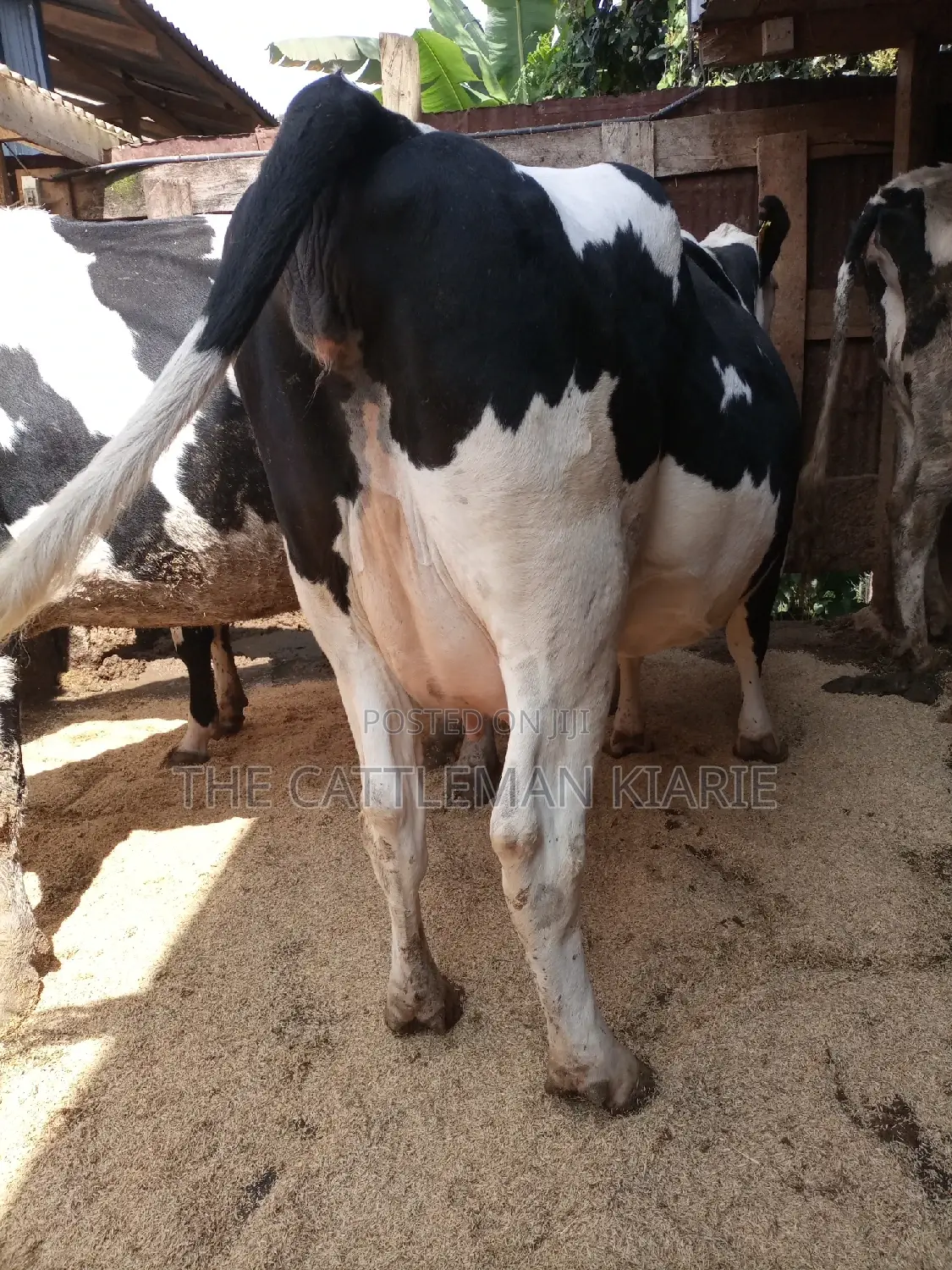 Super Pedigree Friesian Fleckview