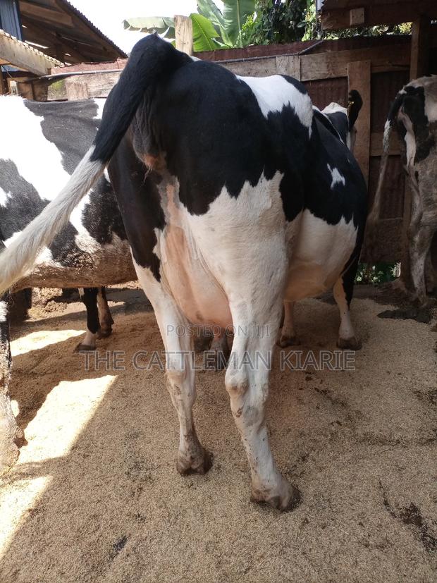 Super Pedigree Friesian Fleckview - thumbnail 13