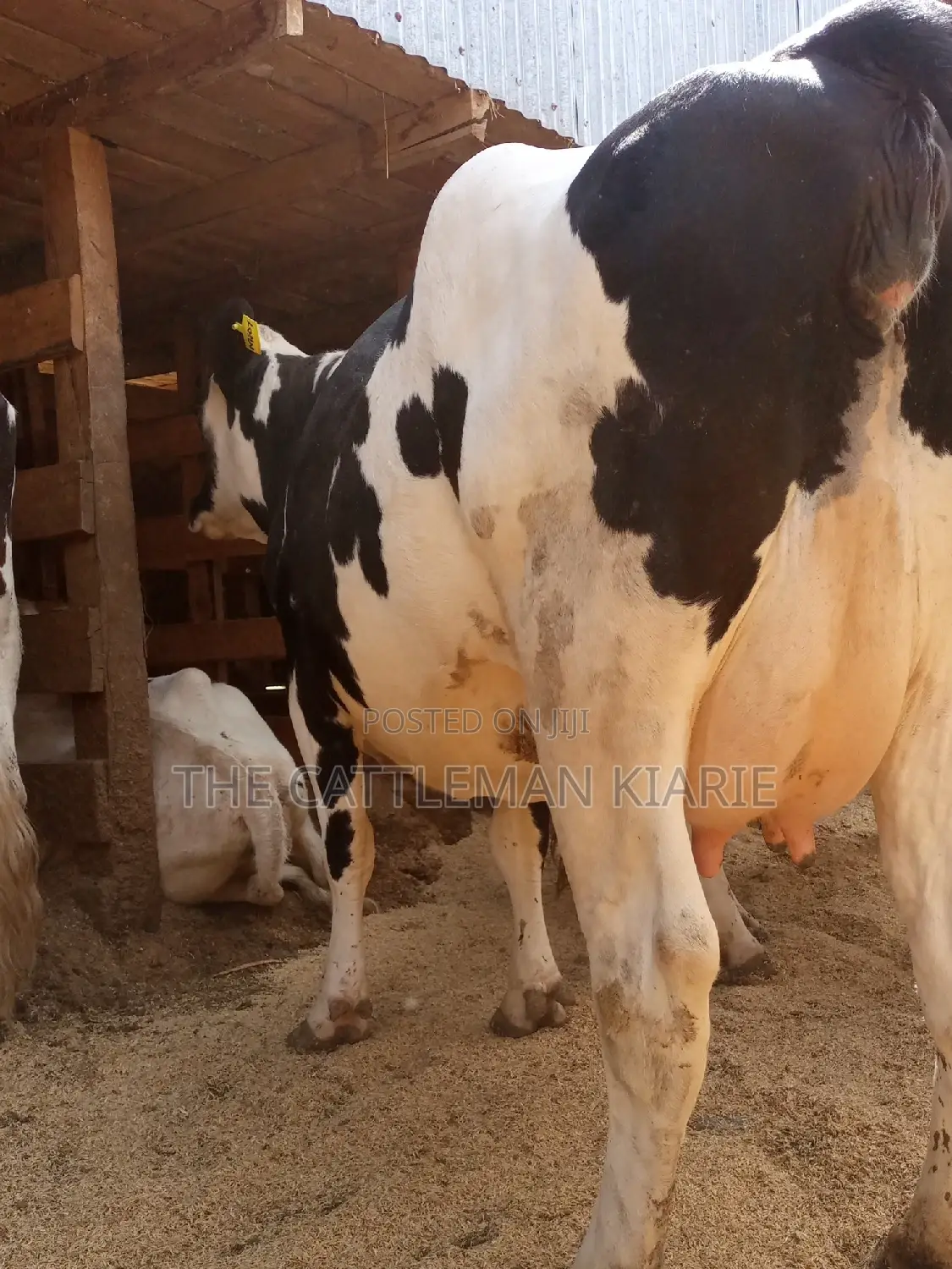 Super Pedigree Friesian Fleckview