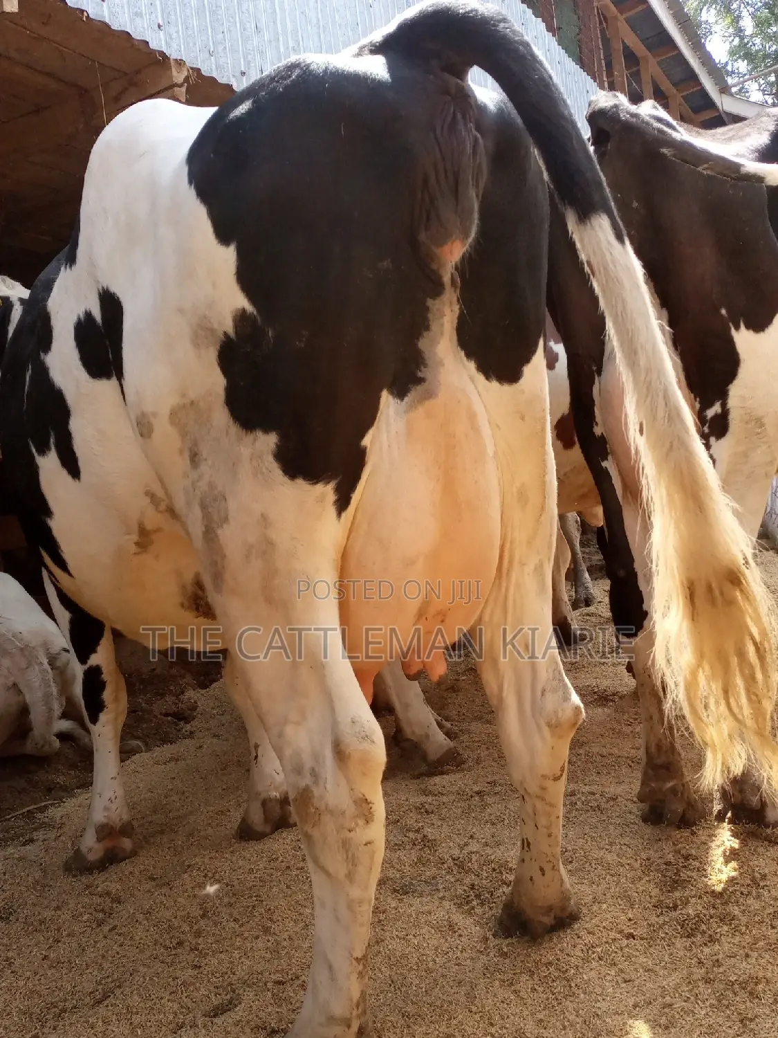 Super Pedigree Friesian Fleckview