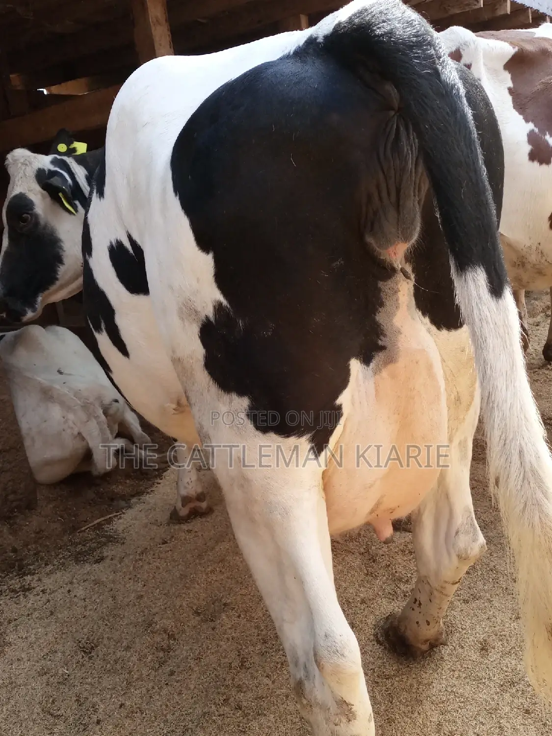 Super Pedigree Friesian Fleckview