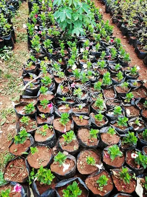 Garden Centre