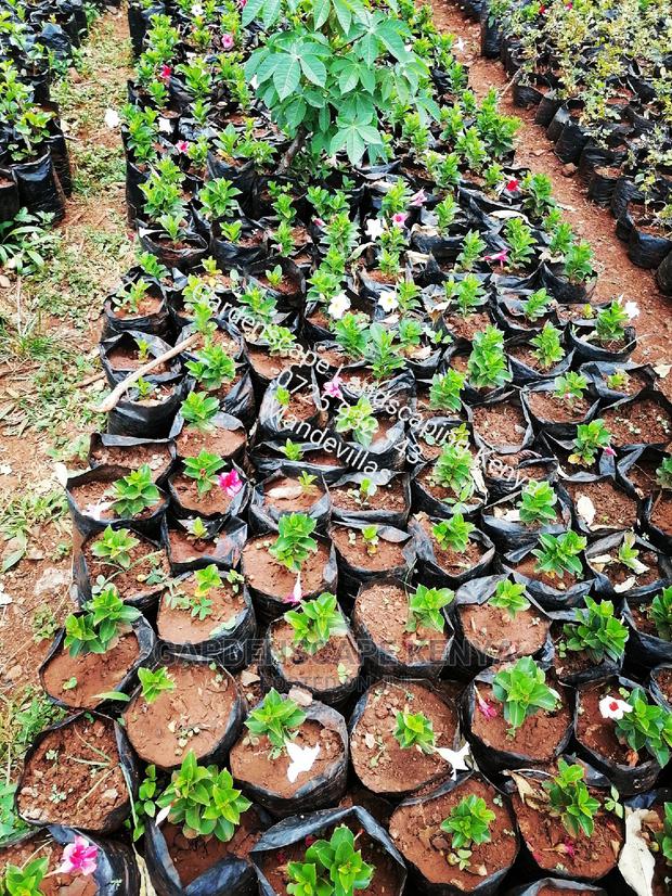 Garden Centre