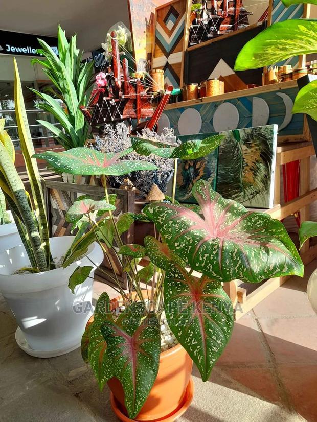 Garden Centre - thumbnail 4