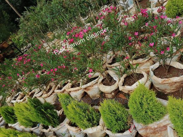 Garden Centre - thumbnail 7