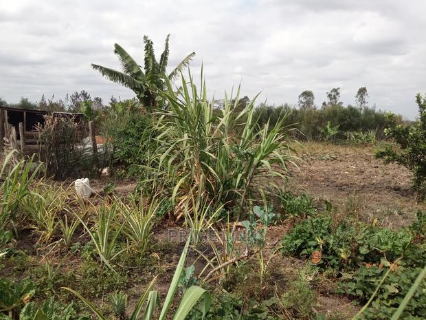 Joska - Sunshine Plots - thumbnail 4