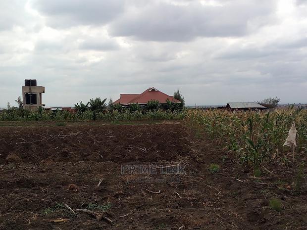 Joska - Sunshine Plots - thumbnail 5