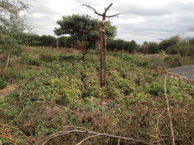 Joska - Sunshine Plots - thumbnail 8