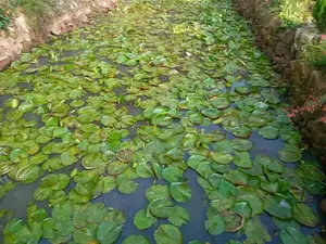 Aquatic Plants