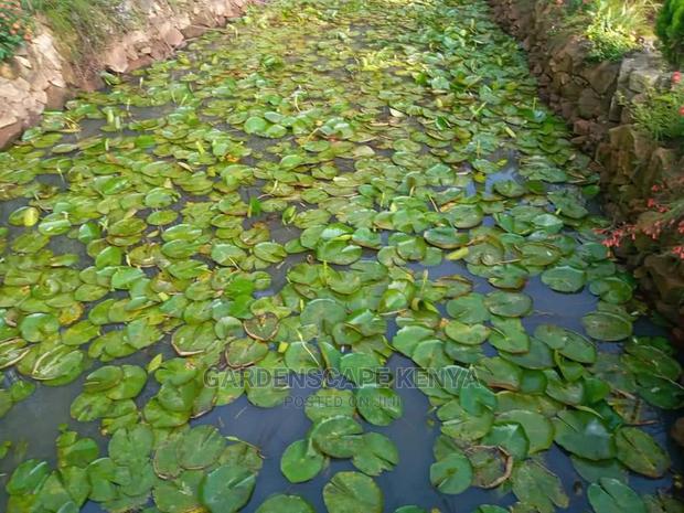 Water Plants - main view
