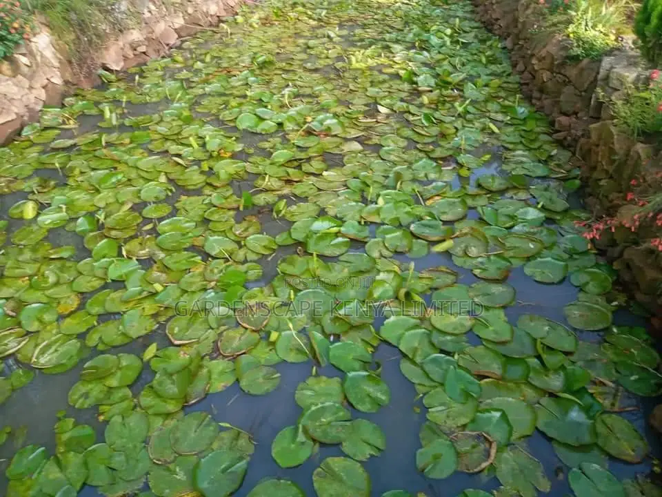 Aquatic Plants