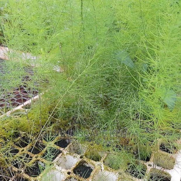 Asparagus Plants - main view