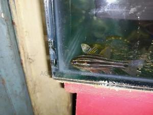 Marine Aquarium Fish Available - thumbnail 2