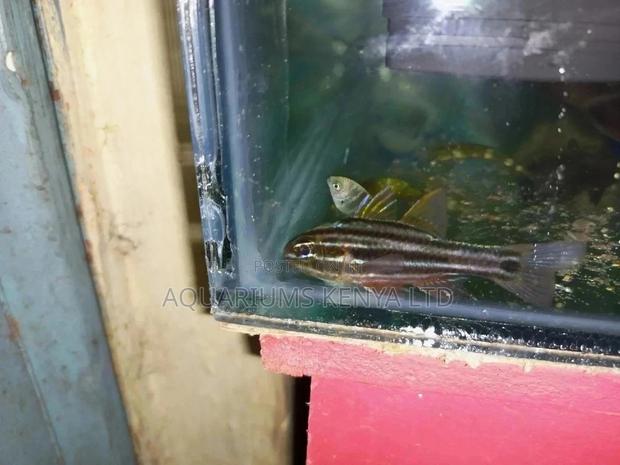 Marine Aquarium Fish Available - main view