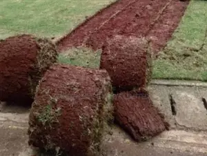 Bermuda Grass Rolls For Sale.