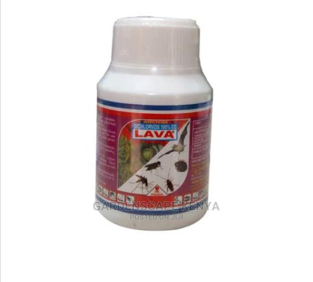 Lava For Killing Bedbugs