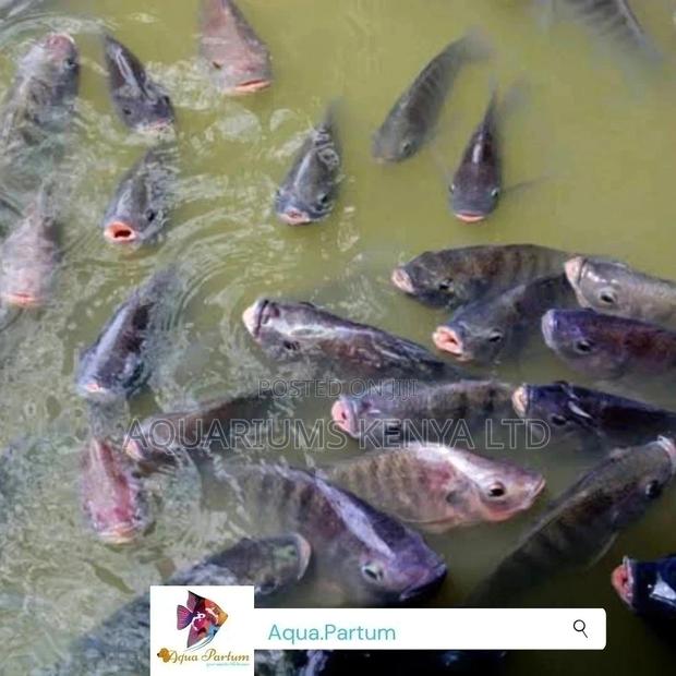 Live Tilapia Fish Per Fish - main view