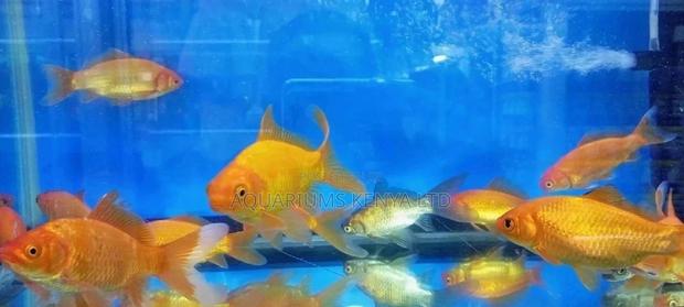 Lion Head Goldfish, Aquarium Fish - main view