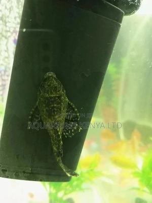 Clown Sucker, Pleco ,Algae Eater - thumbnail 2