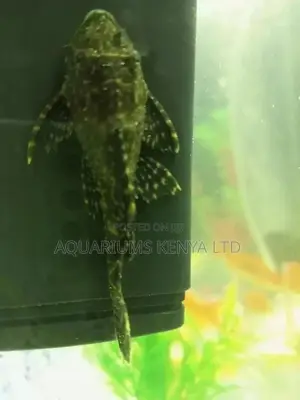 Pleco,Algae Eater, Clown Sucker