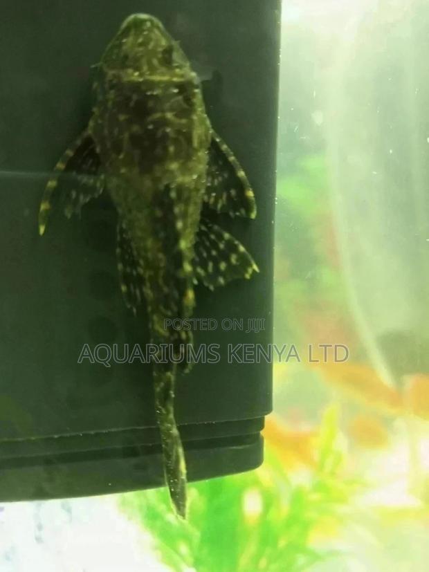 Pleco,Algae Eater, Clown Sucker - main view