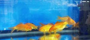 Goldfish Aquarium Goldfish - thumbnail 2