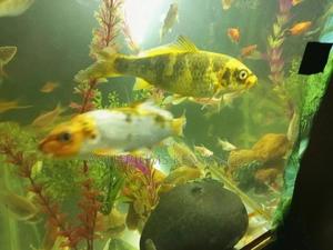 Big Koi Fish, Aquarium Fish - thumbnail 2