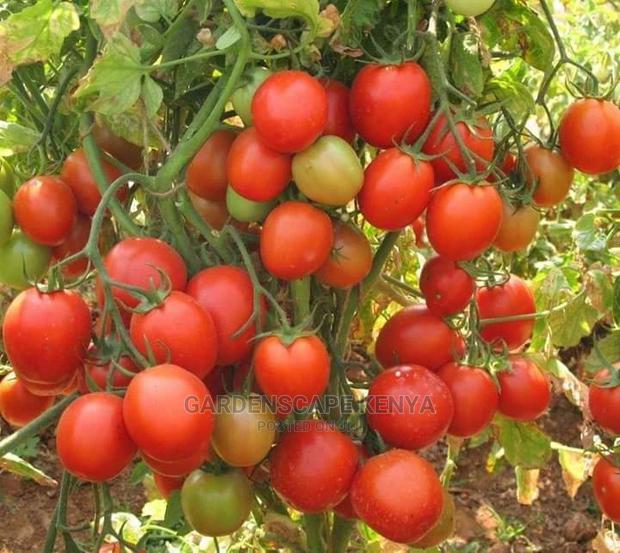 Anna F1 Tomato Seeds for Sale - main view