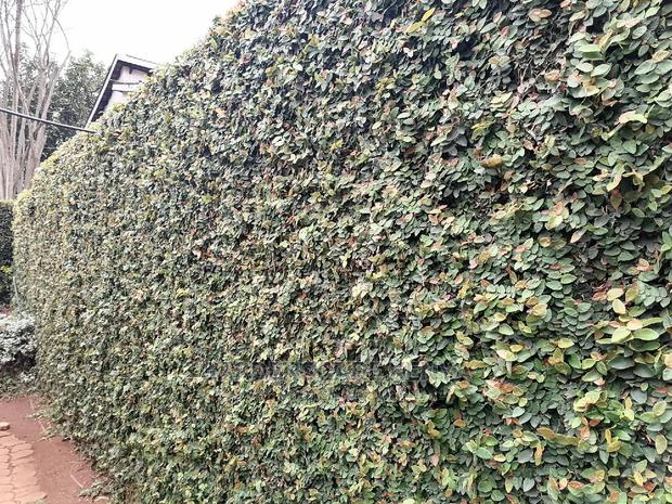 Wall Creeper Seedlings For Sale - main view