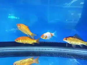 Albino, Gold Fish