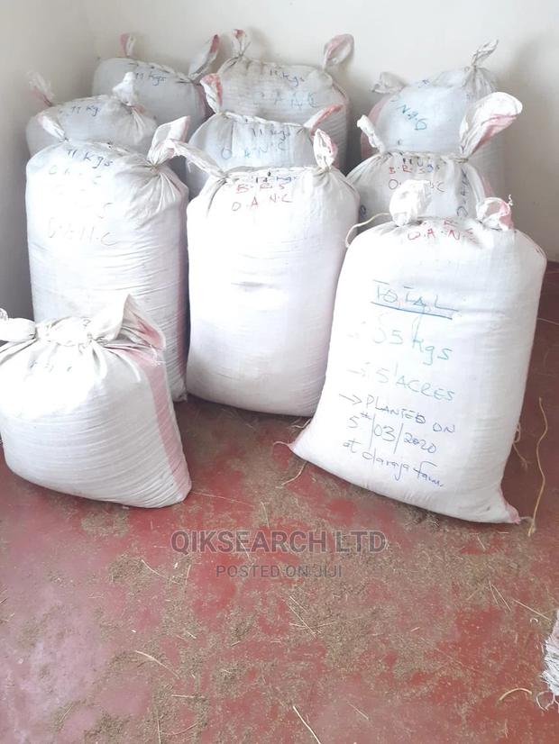 Mbegu Ya Nyasi Seeds Boma Rhodes Sudan Grass Lucerne