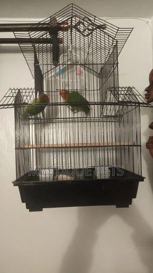 Parakeets Birds - main view