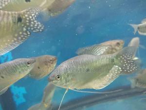 Aquarium Fish , Gouramis - thumbnail 2
