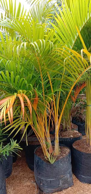Golden Palm Trees for Landscaping - main view