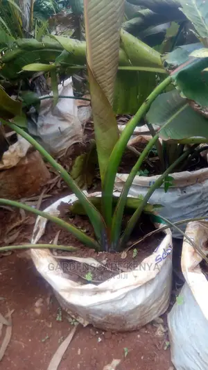 Travellers Palm Trees for Sale