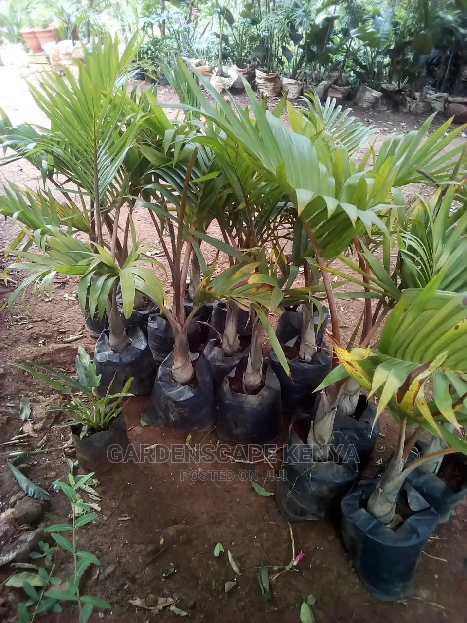 Bottle Palm Trees for Sale