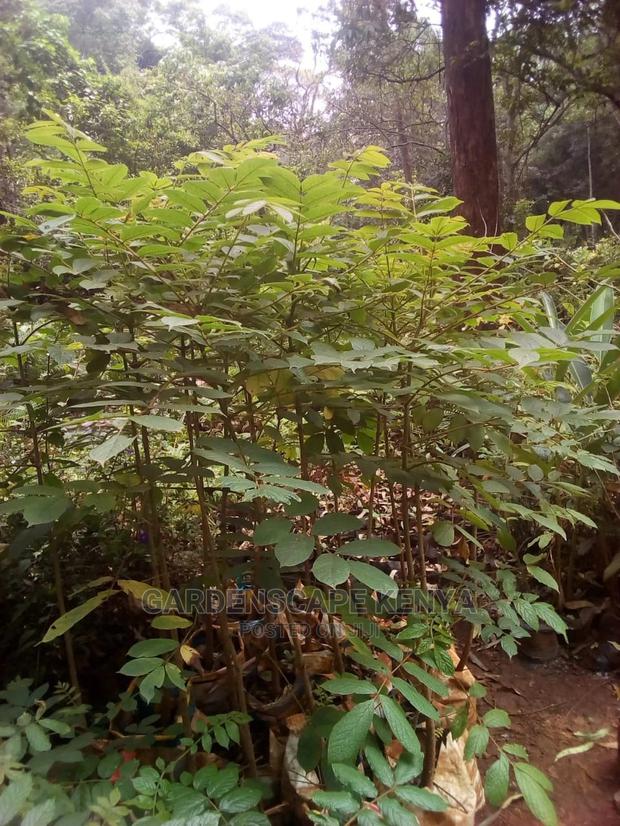 Nandi Flame Trees for Sale.
